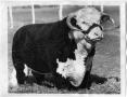 Photograph: Publican Domino 44, Hereford Bull