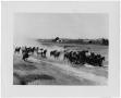 Thumbnail image of item number 1 in: 'Rounding Up Wild Horses'.