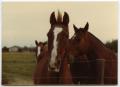 Primary view of Three Red Horses