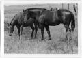 Photograph: Horses in a Field
