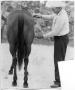 Photograph: Cowboy Inspecting Quarter Horse