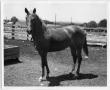 Photograph: Horse in a Corral