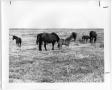 Photograph: Mares and Colts in a Grassy Field