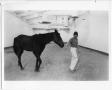 Photograph: Kathy Cellucci Excercising a Recovering Horse