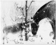 Photograph: [Mare and Foal in Snow]