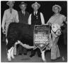 Photograph: Grand Champion Beef Calf of 1944 Houston Stock Show