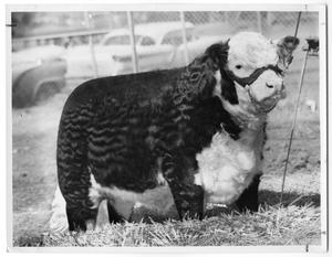 Primary view of object titled 'BF Gold Dandy, Champ Polled Hereford, 1959'.