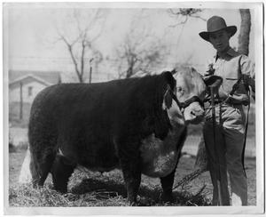 Primary view of object titled 'Chris Kauntz and 1st Prize Dry Fat Steer in San Angelo'.