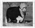 Photograph: Royalmix 1st, Hereford Cow
