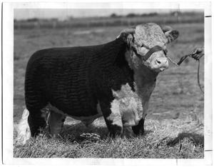 Primary view of object titled 'Pipperoo Domino, Hereford Bull'.