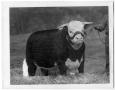 Photograph: Larry Domino 66th from Ivy Hill Hereford Farm