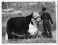Photograph: Grand Champion Steer, Ft. Worth, 1959