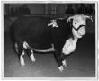Photograph: Lady Domino, Champion Hereford Female