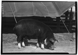 Primary view of object titled 'Dark Pig'.