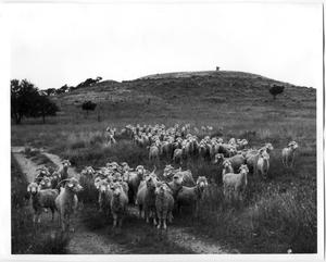 Primary view of object titled 'Angora Goats on Pig Foot Ranch'.