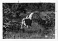 Photograph: Sheep on Hunters Ranch