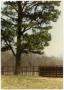 Photograph: Pine Tree Over a Corral