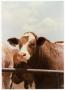 Photograph: Brown and White Cow with Yellow Tag