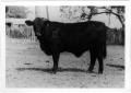 Photograph: Branded Black Cow in Corral