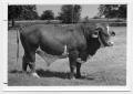 Photograph: [Bull in a pasture]