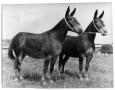 Photograph: [Two red sorrel mules]