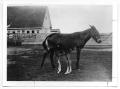 Photograph: [Two mules in front of a house]
