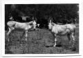 Photograph: [Two light-colored donkeys]