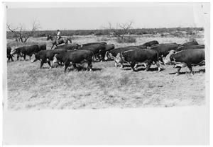 Primary view of object titled 'Cattle Bring Herded'.