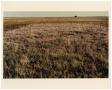 Photograph: [Photograph of Snakeweed Treatment on Field]