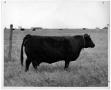 Photograph: Angus Bull in a Field