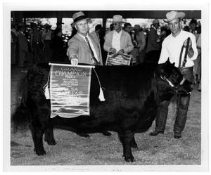 Primary view of object titled 'Grand Champion Female Angus Cow - Tulsa State Fair and Livestock Exposition'.