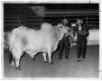Thumbnail image of item number 1 in: 'Grand Champion Bull'.