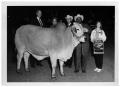 Thumbnail image of item number 1 in: 'Group with Grand Champion Brahman Female'.