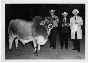 Primary view of object titled 'Men with Award-Winning Brahman Bull'.