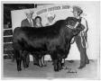 Photograph: Top Selling Brangus Bull - International Brangus Sale
