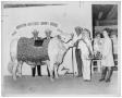 Photograph: 1969 Houston Livestock Show Champion Charolais Bull