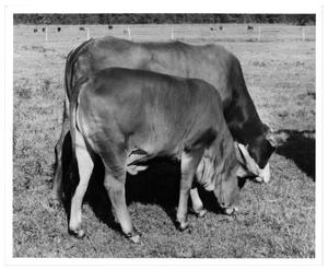 Primary view of object titled 'Crossbred Cows Grazing'.