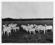 Photograph: [Photograph of Brahman Herd in a Field]