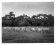 Photograph: Brahman Herd in a Field
