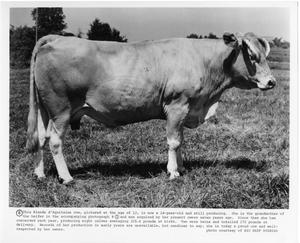 Primary view of object titled 'Blonde d'Aquitaine Cow'.