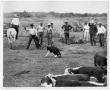Photograph: Calf Being Roped