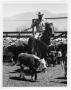 Photograph: Cowboy About to Rope a Calf