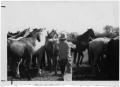 Photograph: Cowboy in a Herd of Horses