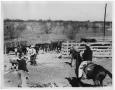 Photograph: Cowboys Roping a Steer