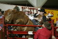 Photograph: [Bull riding at the Cowtown Coliseum]