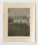 Photograph: [Cow Pulling a Cart]