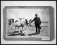 Primary view of Henry Perini with Cows