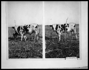 Primary view of object titled 'Cow in a Field'.