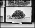 Photograph: [Photograph of 100-year-old Tree]