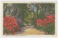 Primary view of [Postcard of Azaleas and Spanish Moss in the Sunny South]